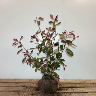 Afbeelding van Glansmispel 80-100 80x