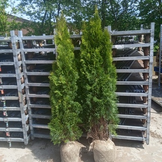 Afbeelding van Coniferen thuja smaragd 200cm 20x