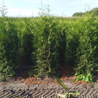 Afbeelding van Coniferen Thuja Brabant 150-175 50x