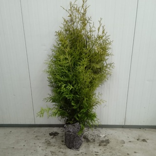 Afbeelding van Coniferen thuja brabant 80-100 50x