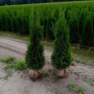Afbeelding van Coniferen Thuja Smaragd 125-150 30x