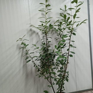 Afbeelding van Laurier Prunus laurocerasus 'Novita' 200-225 30x