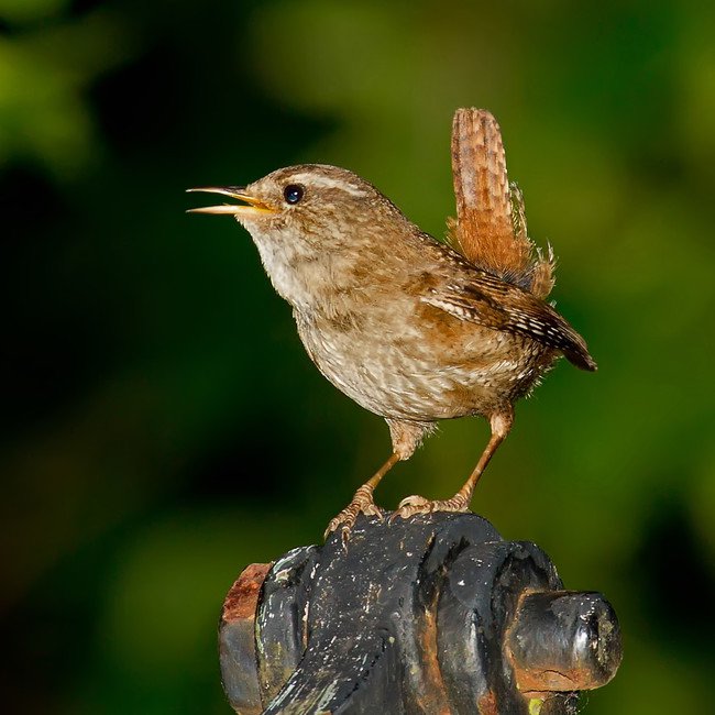 Eurasian-Wren-Troglodytes-troglodytes-CCBYSA2.5Andreas Trepte, www.avi-fauna.info_