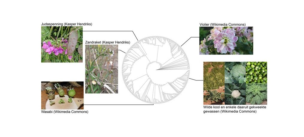 Reconstructie stamboom kruisbloemigen 2