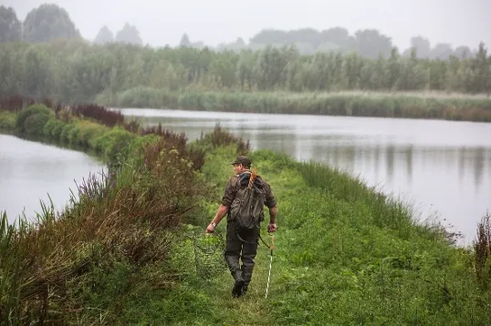 Muskusrattenvanger in het veld