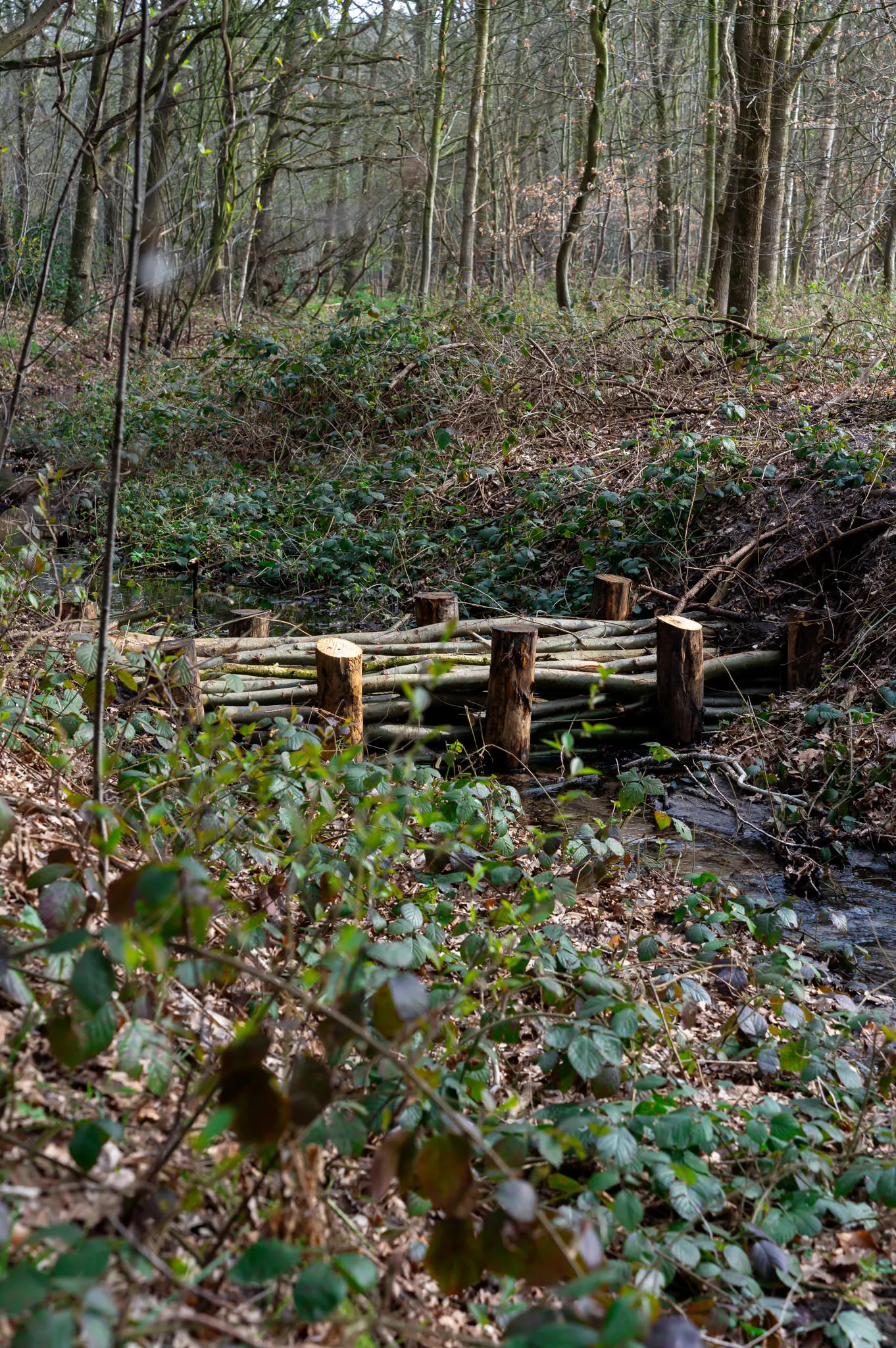 20260323 - Judith Adriaansen Fotografie_ 004