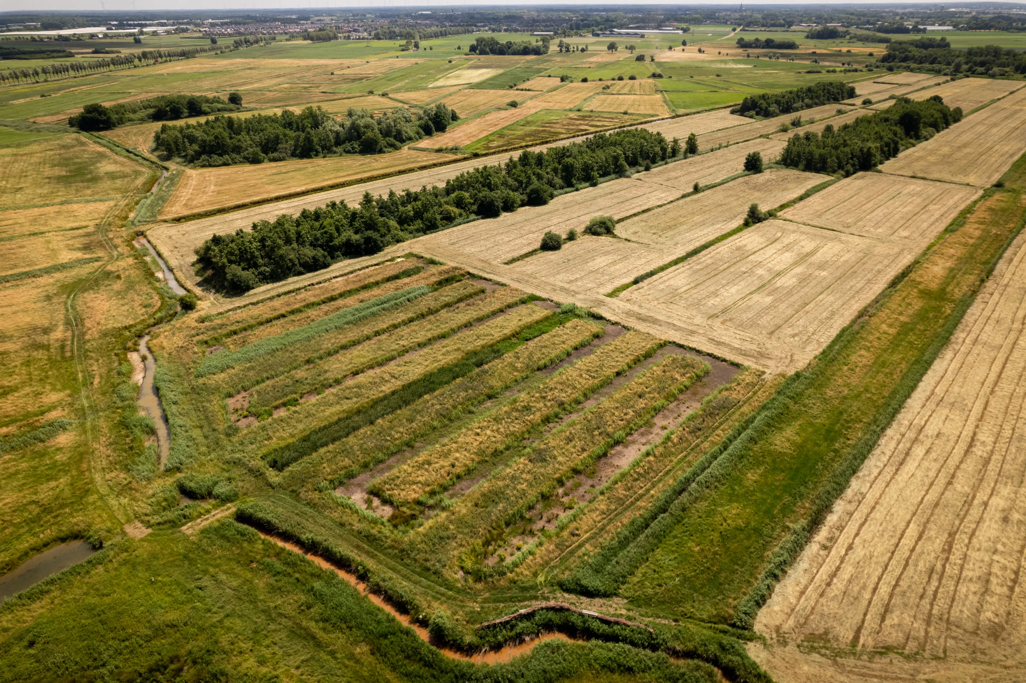 Helofytenveld in Kelsdonk Zwermlaken