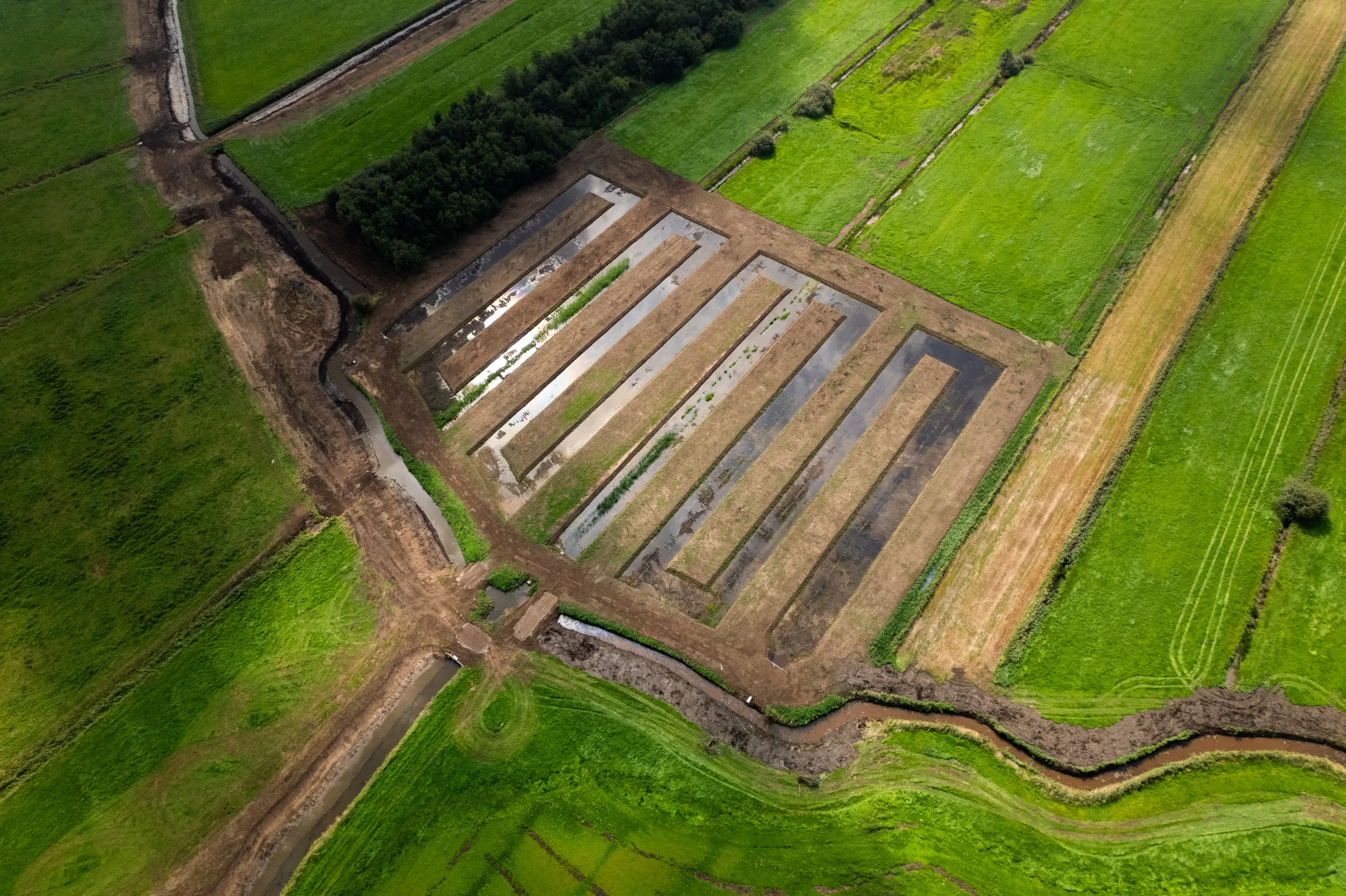 Brabantse Delta - Helofytenveld