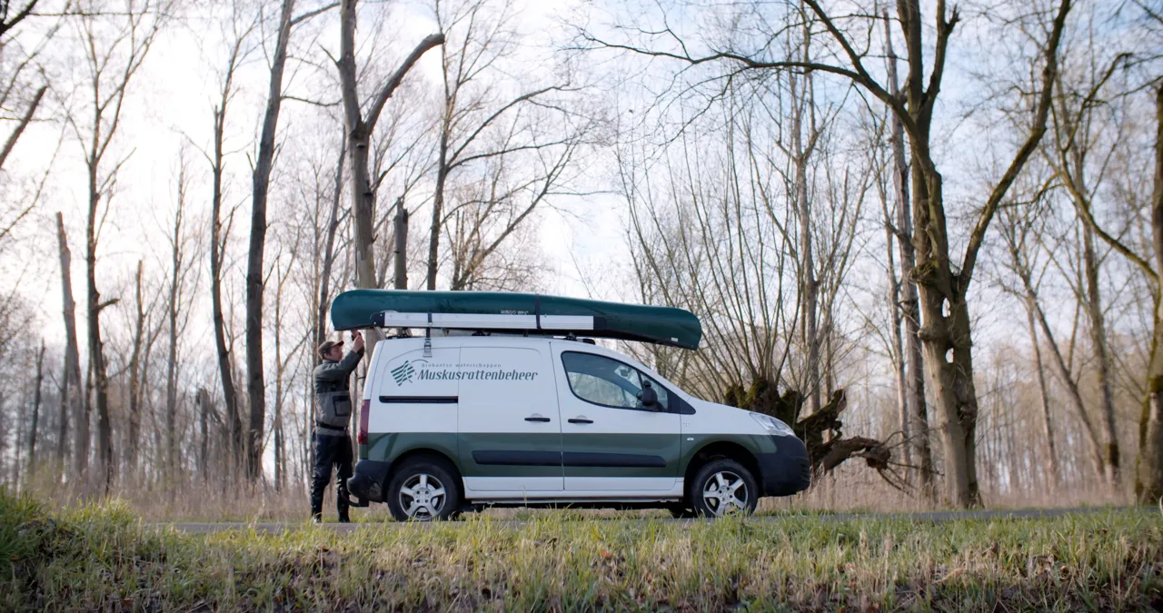 Muskusrattenbestrijding in Brabant