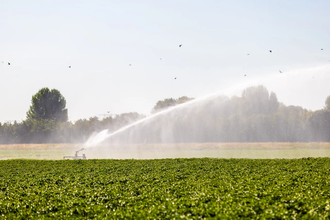 Voldoende regen in maart voorkomt beregeningsverbod grasland vanaf 1 april