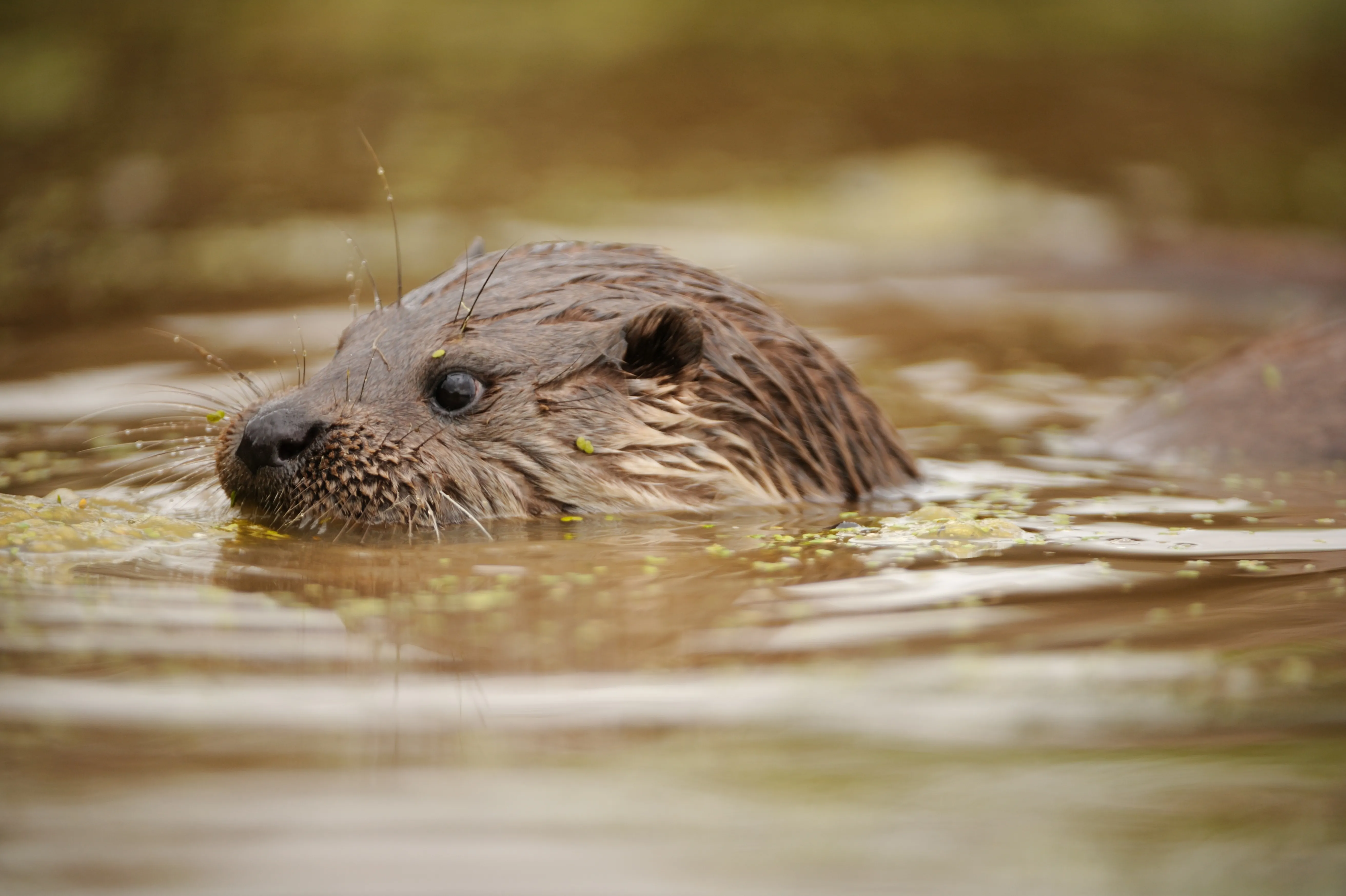 Otter lijkt de weg naar het Markdal ten zuiden van Breda te hebben gevonden