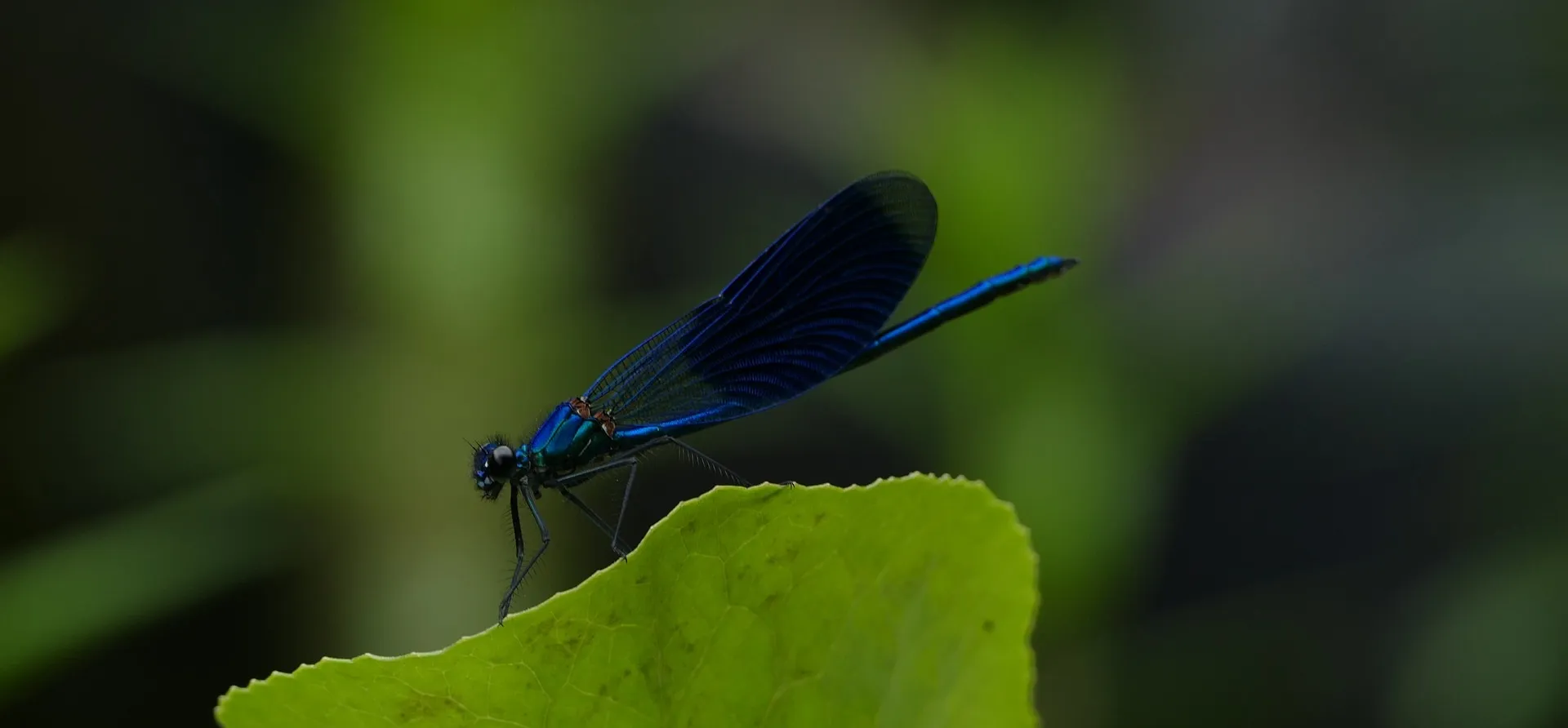 banded-demoiselle-3499898_1920_rechtenvrij_pixabay_weidebeekjuffer_cropped (1)