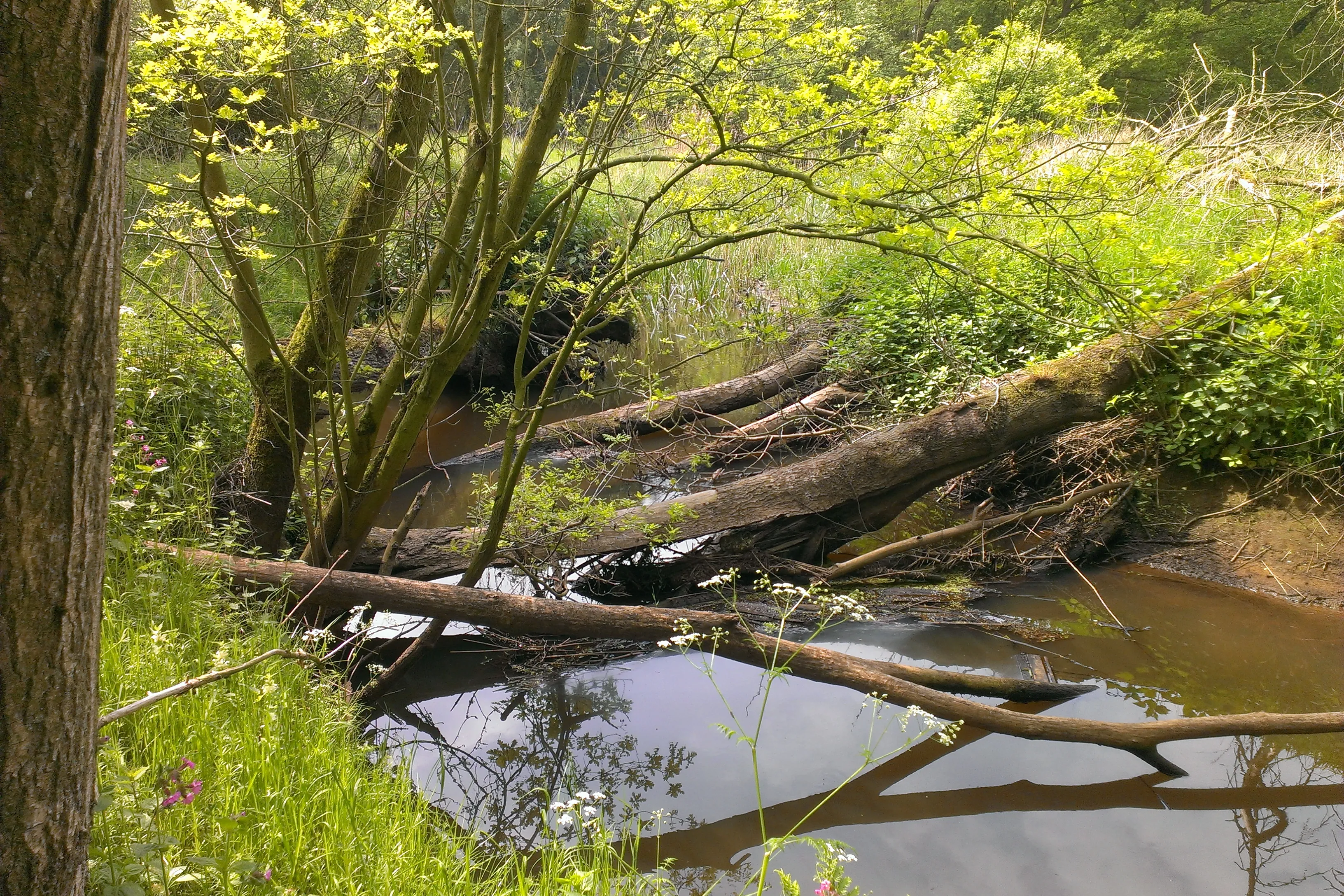 boomstammen-in-beek_0 - foto voor naatregelen bouwen met natuur