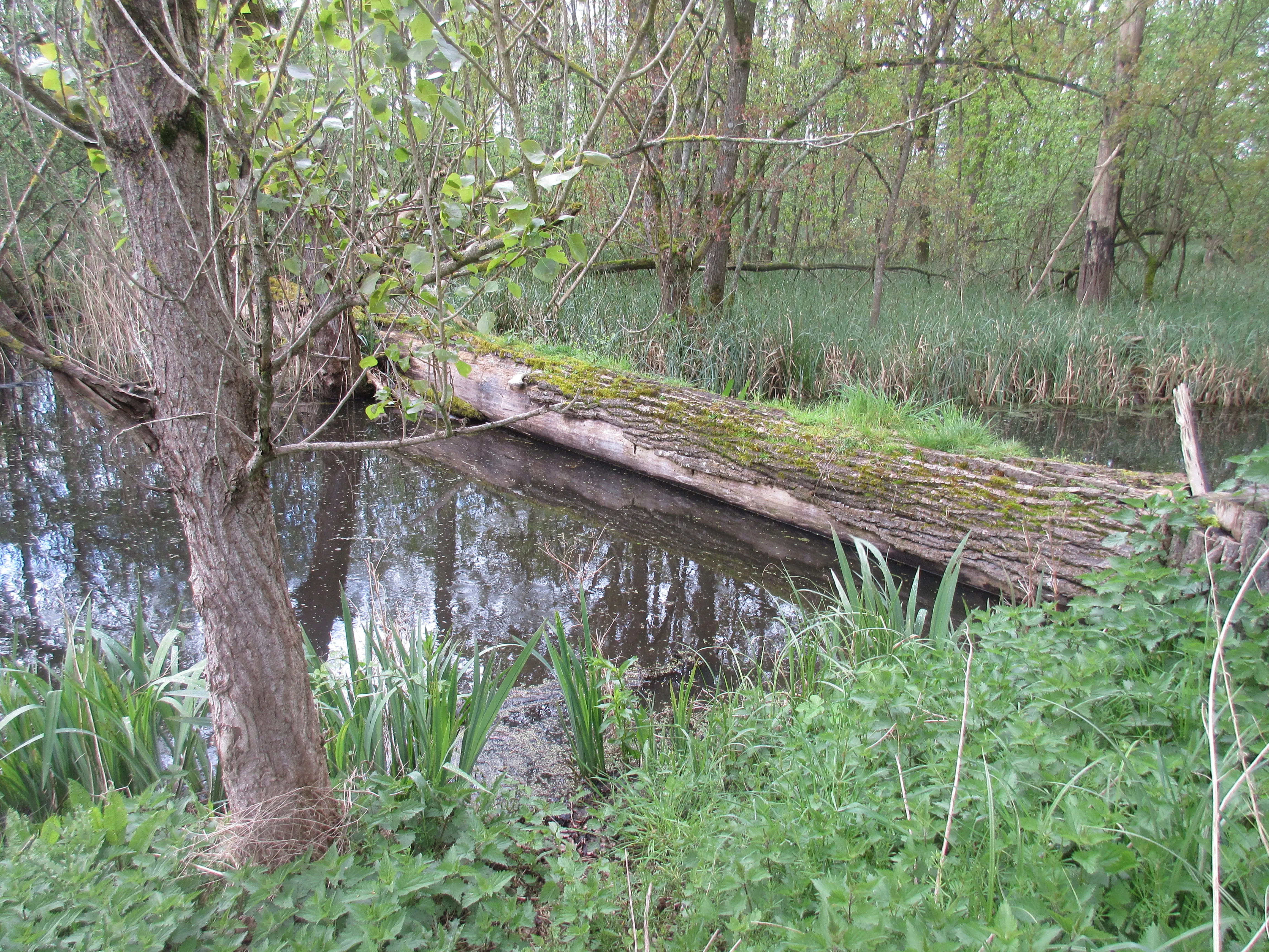 img_3799 - natuurlijk leefgebied van de otter met omgevallen boom