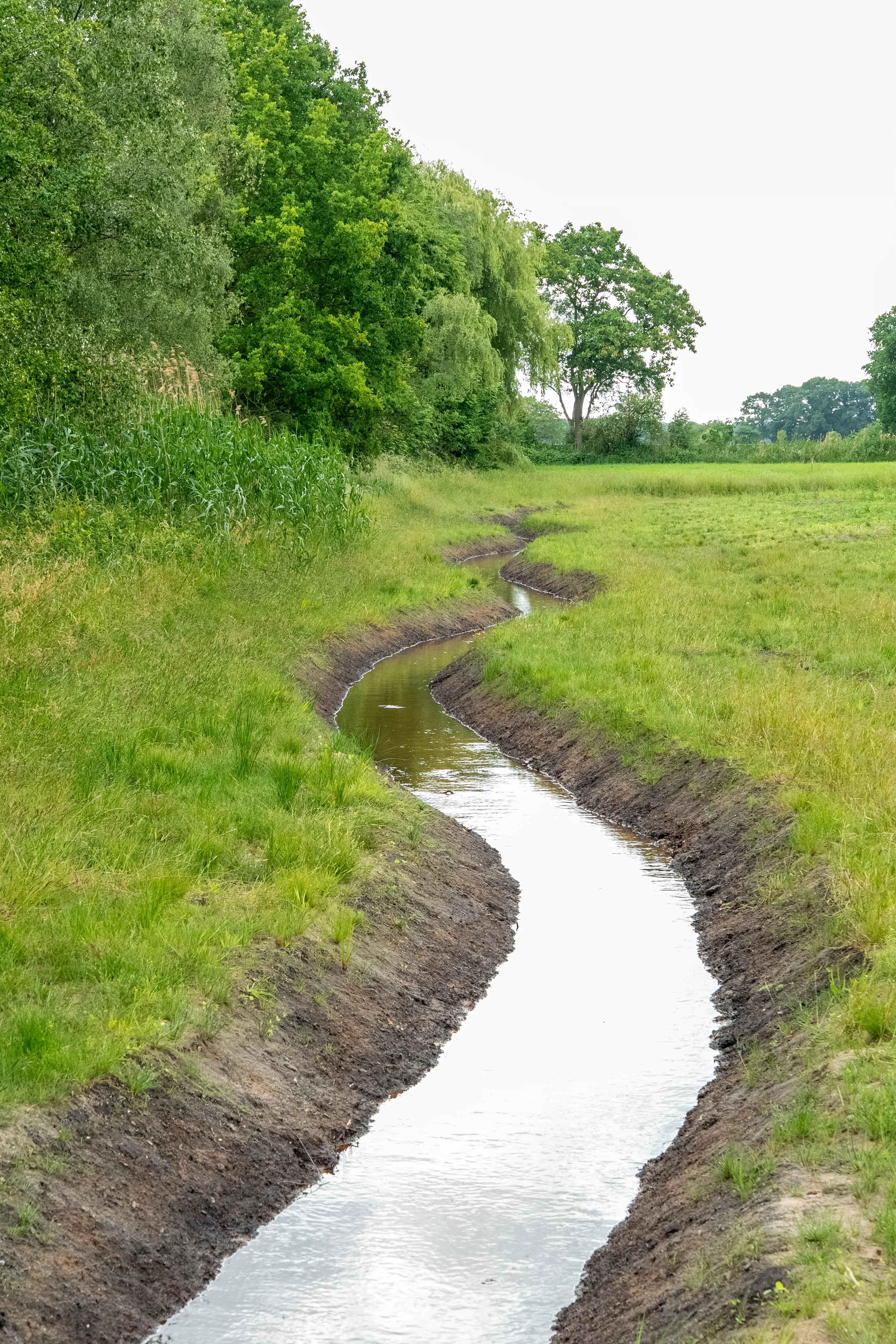 Gezonder beekwater in Riel dankzij beekherstel Oude Leij - Leijvennen