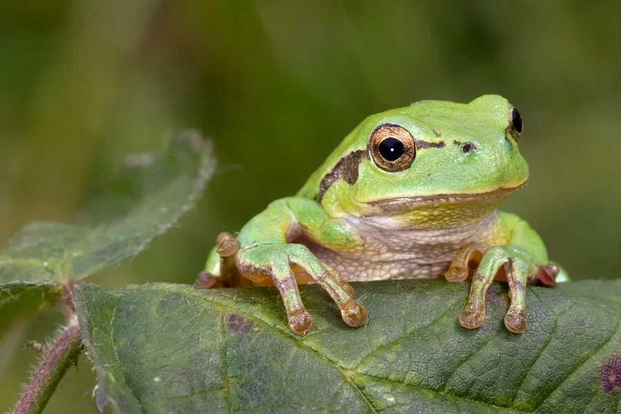 De boomkikker kwaakt weer in de Chaamse bossen!
