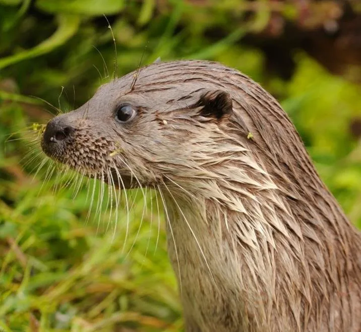 otter - Copyright VILDA - aangepast