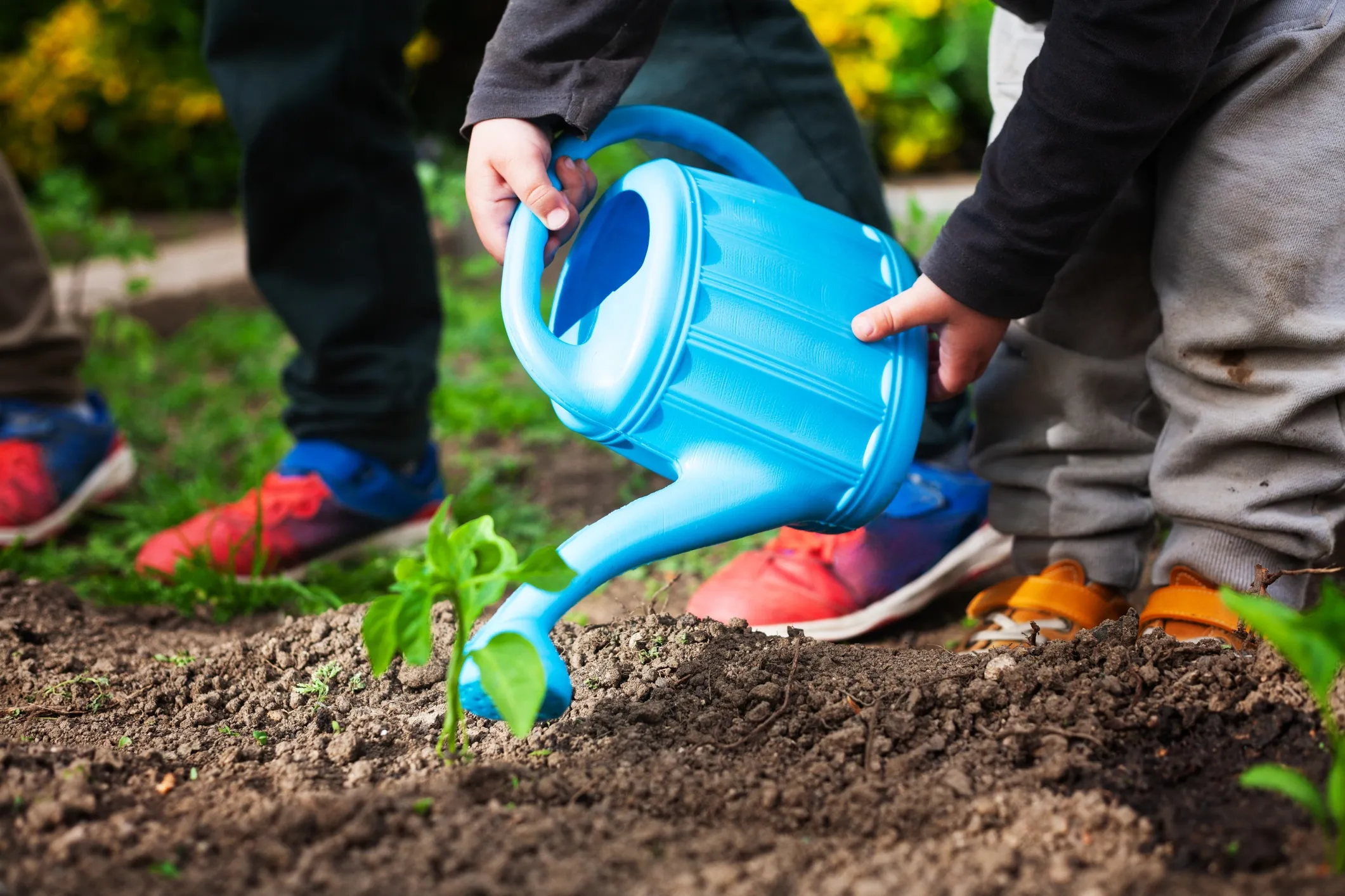plantje_water_geven_in_schooltuin_-_istock