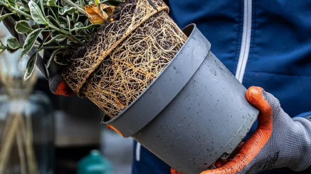 Stap 5 - Zet de plant erin