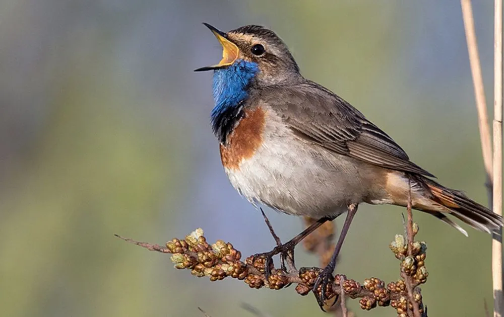 Natuurontwikkeling: wat gaat er groeien?