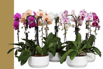 Afbeelding van Phalaenopsis Kroon Gemengd