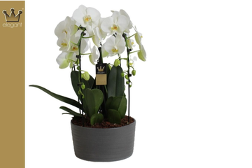 Afbeelding van Phalaenopsis Kroon Wit