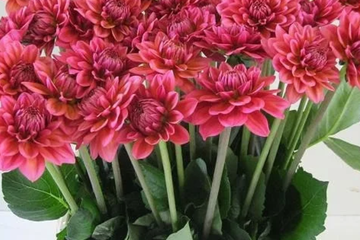 Afbeelding van Dahlia tuin pakket