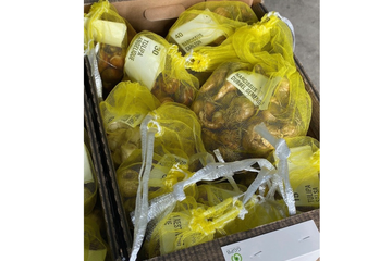 Afbeelding van Zeer royaal Bloembollenpakket (4) - Zet je tuin in bloei dit voorjaar!