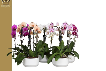 Afbeelding van Phalaenopsis Kroon Gemengd
