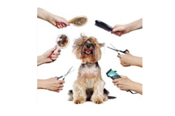 Afbeelding van Trimbeurt voor een hond