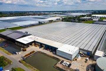 Afbeelding van Rondleiding Wesselman Flowers De Kwakel