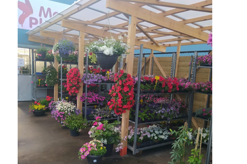 Afbeelding van 2 hanging baskets gevuld naar keuze (met planten)