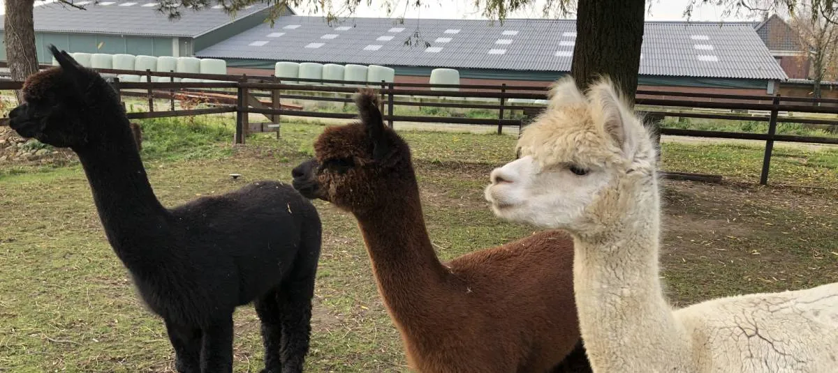 De alpaca's bestuderen de  pakketbezorger