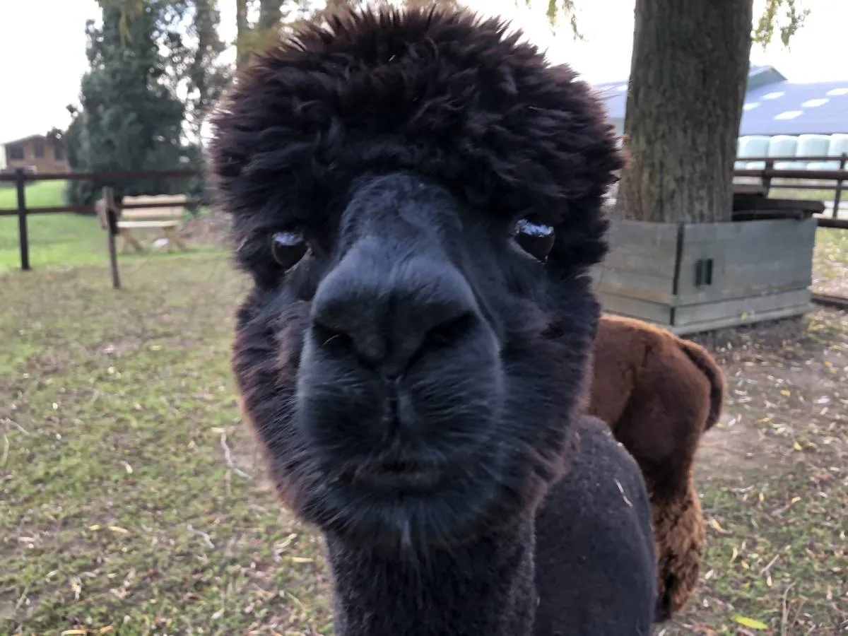 Fotogenieke Alpaca