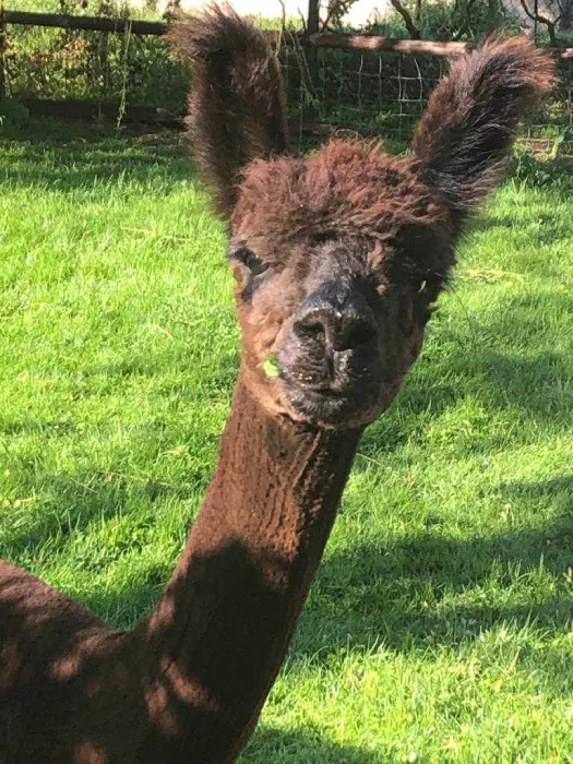 Alpaca