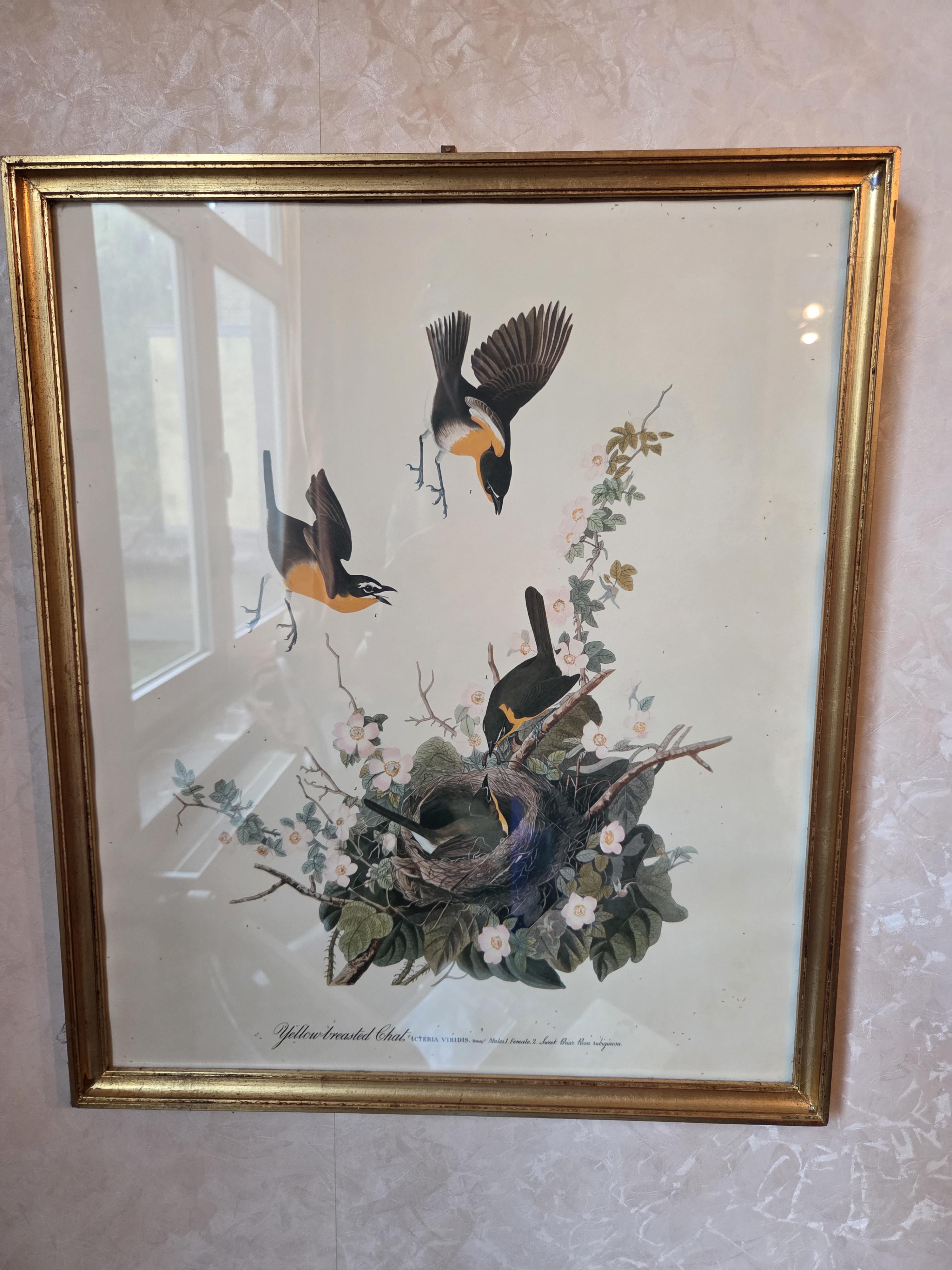 Ingekaderde prent met vogels en vogelnest "Yellow-breasted Chat" naar J.J. Audubon lot 5 – kavel bij Goeiendeal, Jette