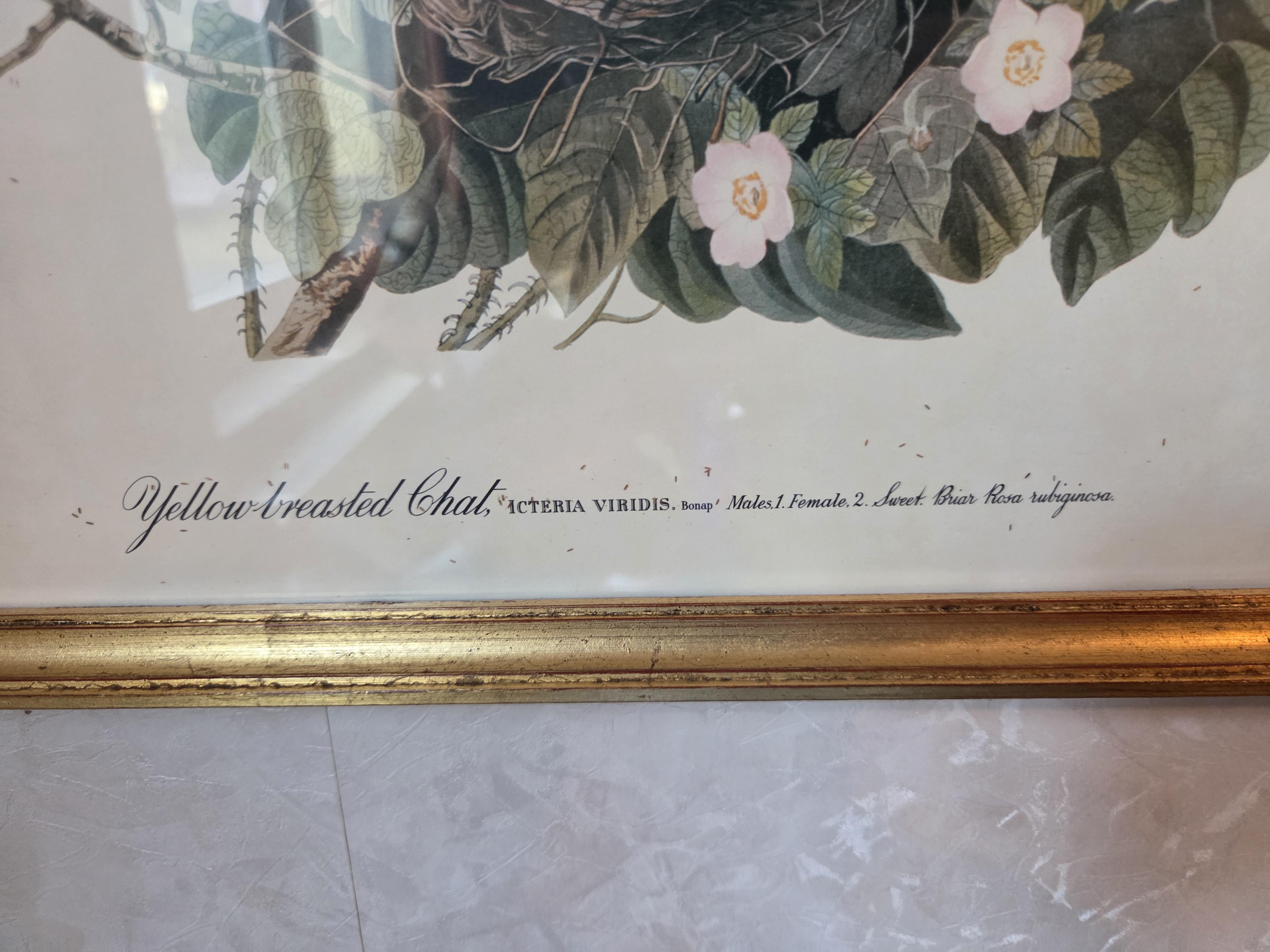 Ingekaderde prent met vogels en vogelnest "Yellow-breasted Chat" naar J.J. Audubon lot 5 – foto 2 – kavel bij Goeiendeal, Jette