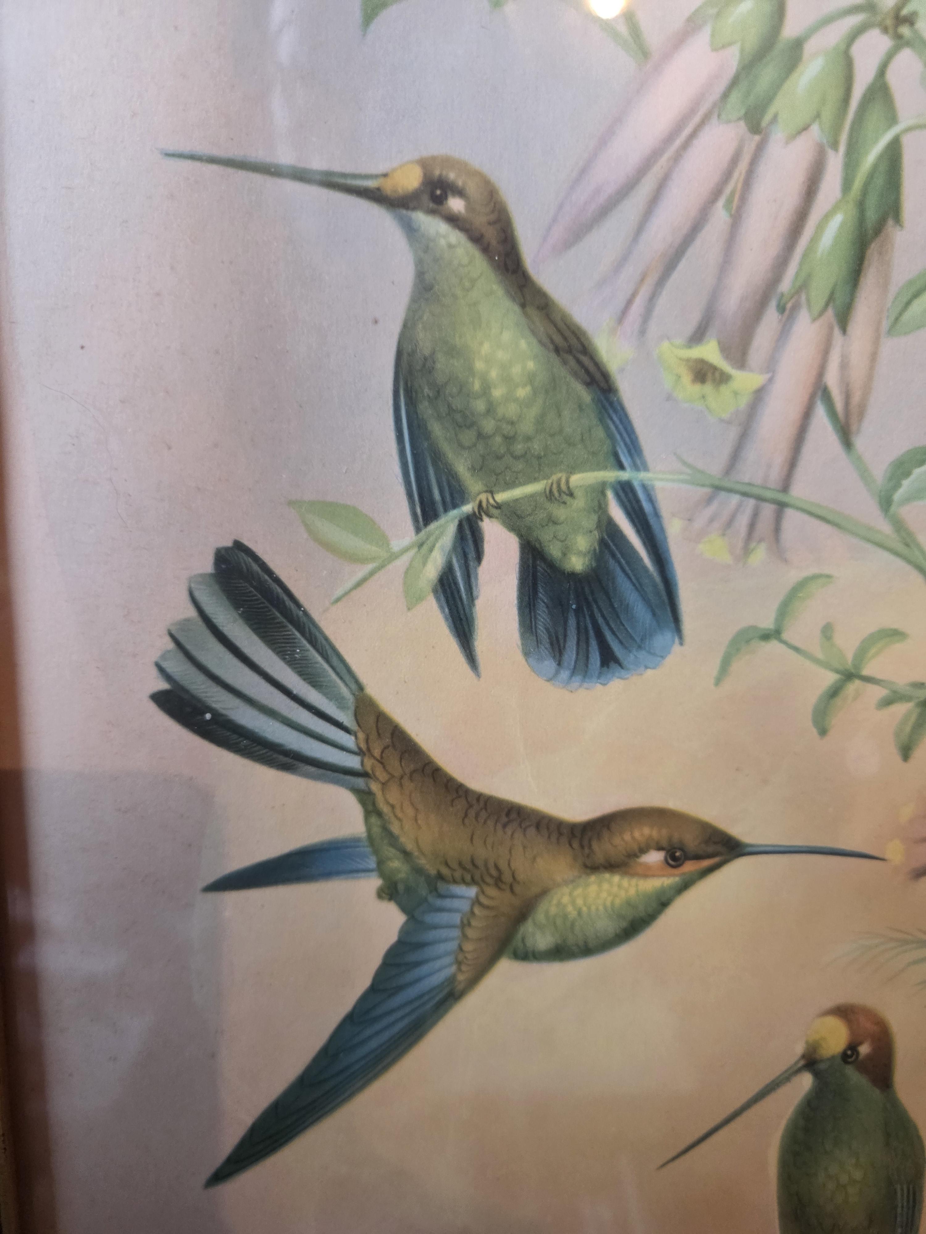 Ingekaderde prent met kolibries en bloemen, gesigneerd Cellan lot 15 – foto 2 – kavel bij Goeiendeal, Jette