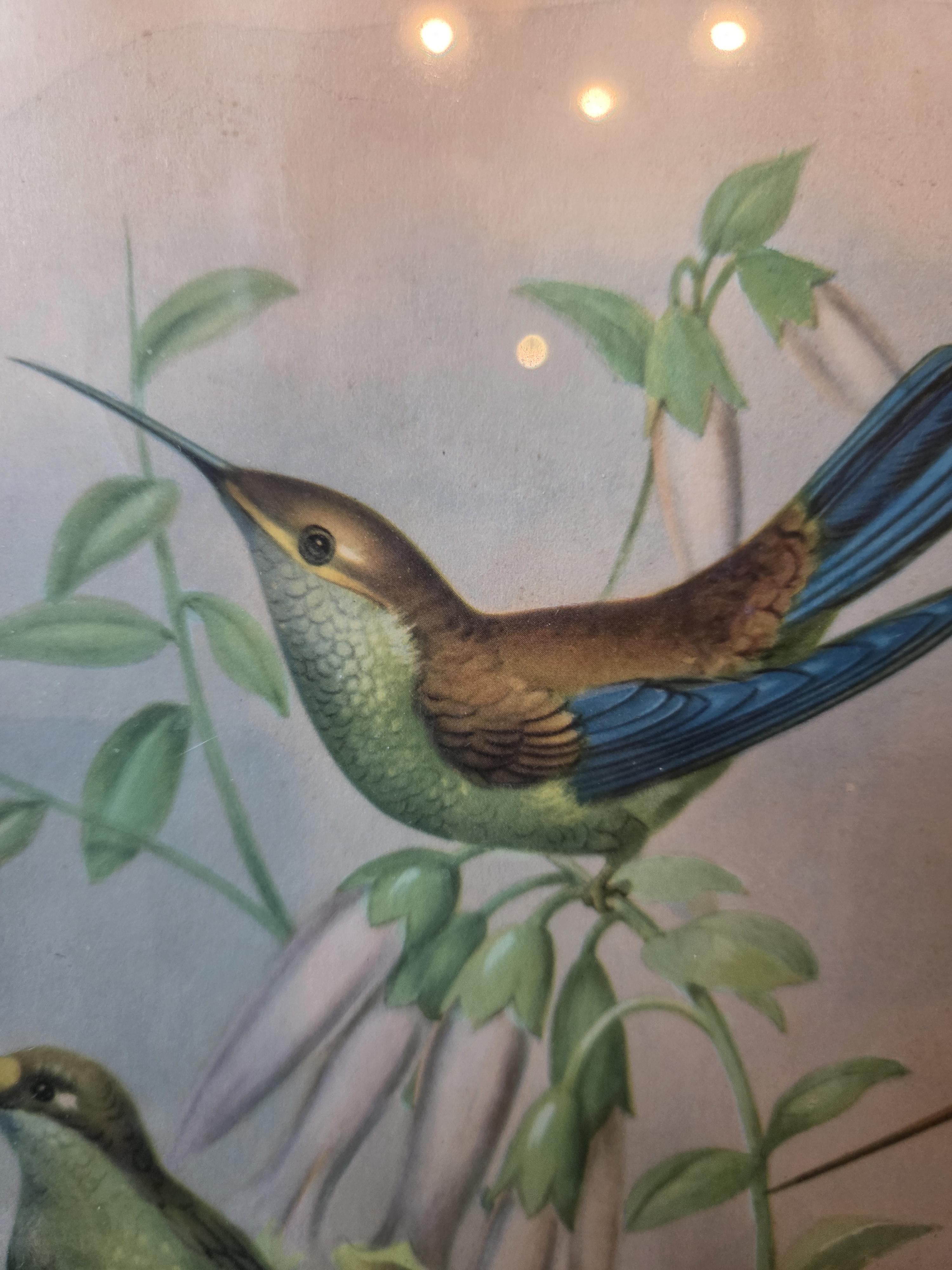 Ingekaderde prent met kolibries en bloemen, gesigneerd Cellan lot 15 – foto 3 – kavel bij Goeiendeal, Jette