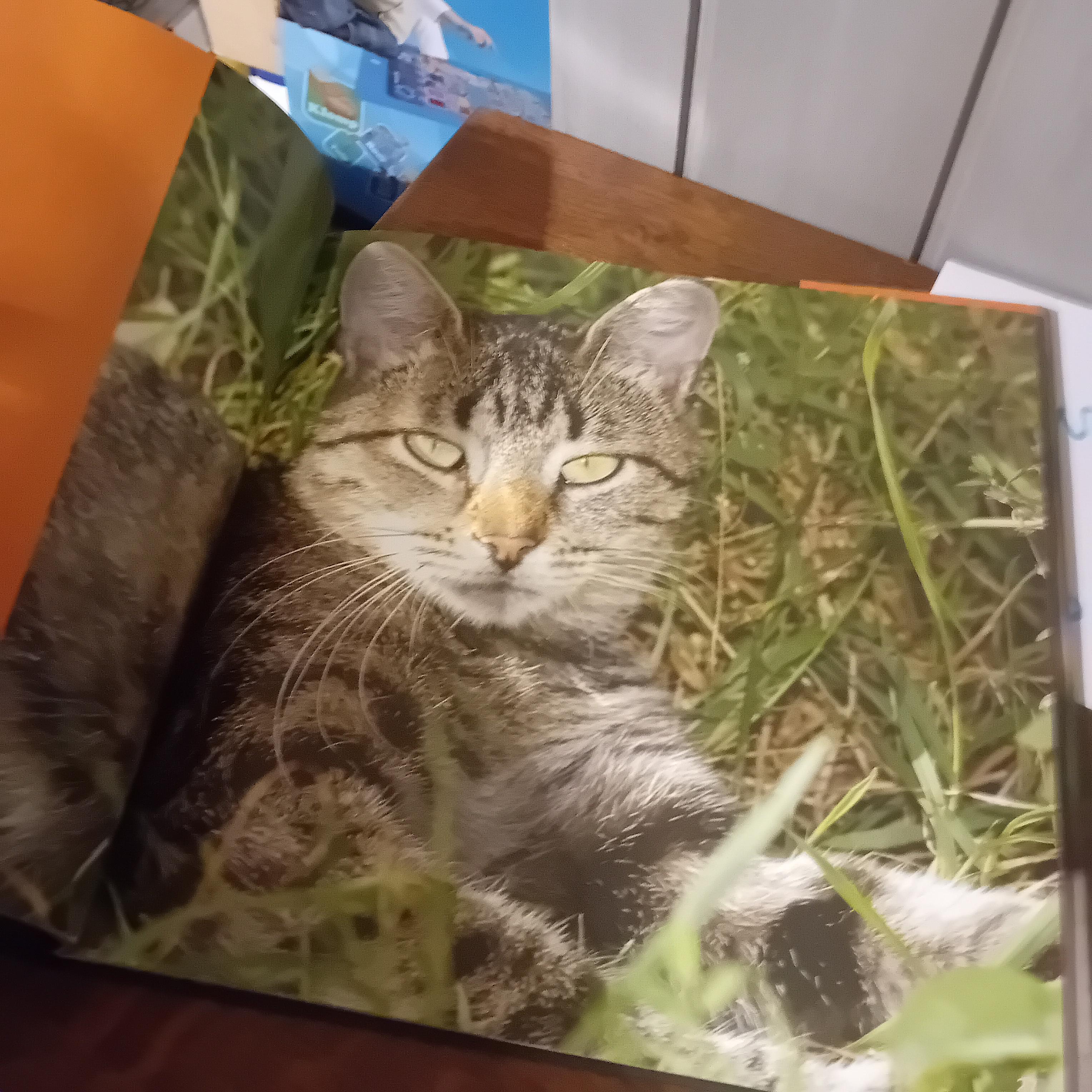 Boek met de titel "Cats", voorzien van een grote kattenafbeelding op de cover (Lot: 79) – foto 2 – kavel bij Goeiendeal, Lommel
