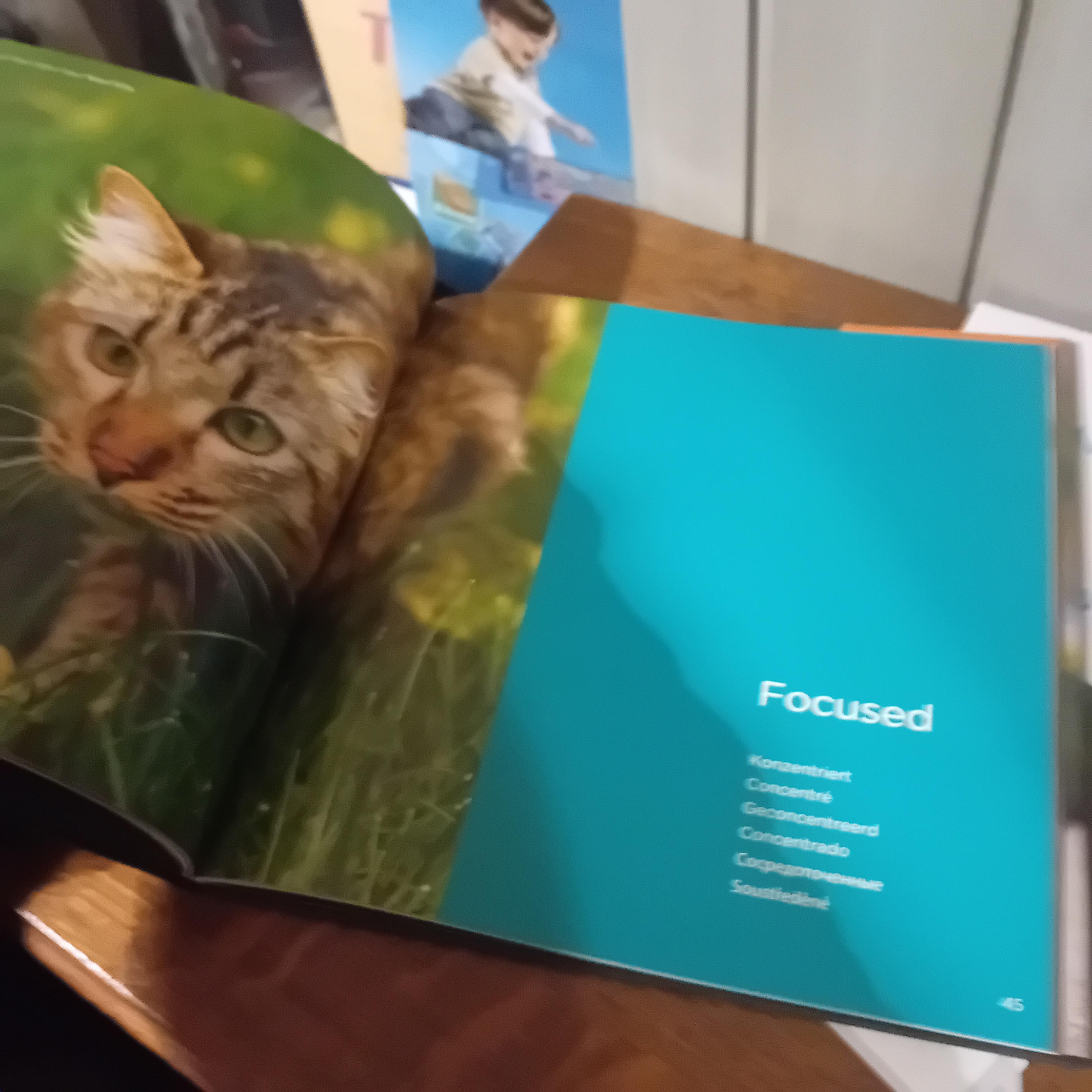 Boek met de titel "Cats", voorzien van een grote kattenafbeelding op de cover (Lot: 79) – foto 3 – kavel bij Goeiendeal, Lommel