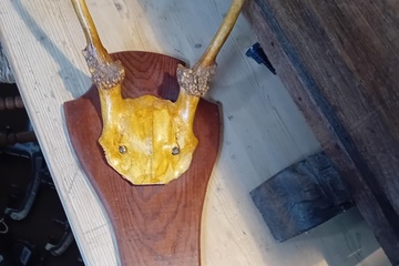 Afbeelding van Gewei op plank