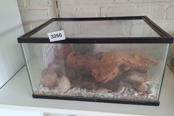 Afbeelding van Aquarium met inhoud