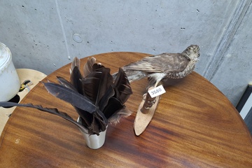 Afbeelding van Opgezet dier Roofvogel 