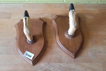 Afbeelding van Antieke kapstok hertenpoten 2 stuks