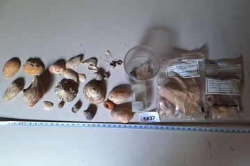 Afbeelding van Lot verzamel schelpen ed