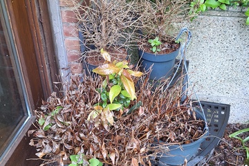 Afbeelding van Plantenrek incl planten