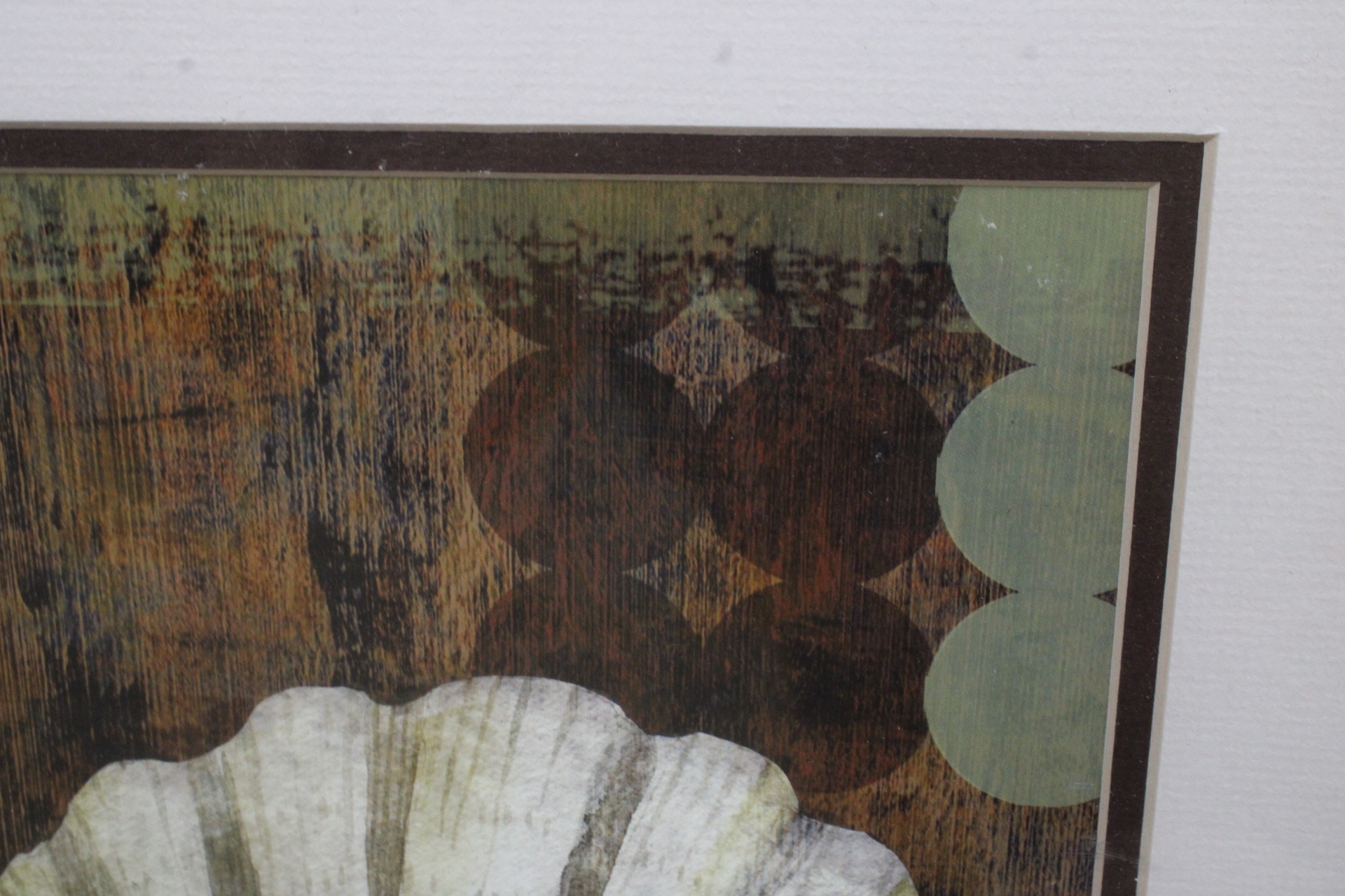 Ingelijste afbeelding van een schelp'' – foto 9 – kavel bij GSD Auctions, Zoeterwoude