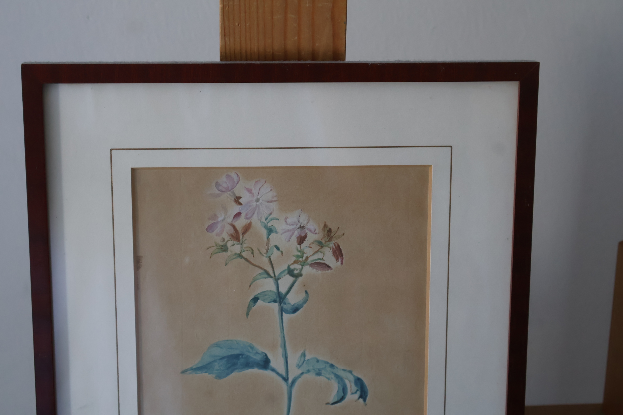 Ingelijste botanische aquarel'' – foto 3 – kavel bij GSD Auctions, Zoeterwoude