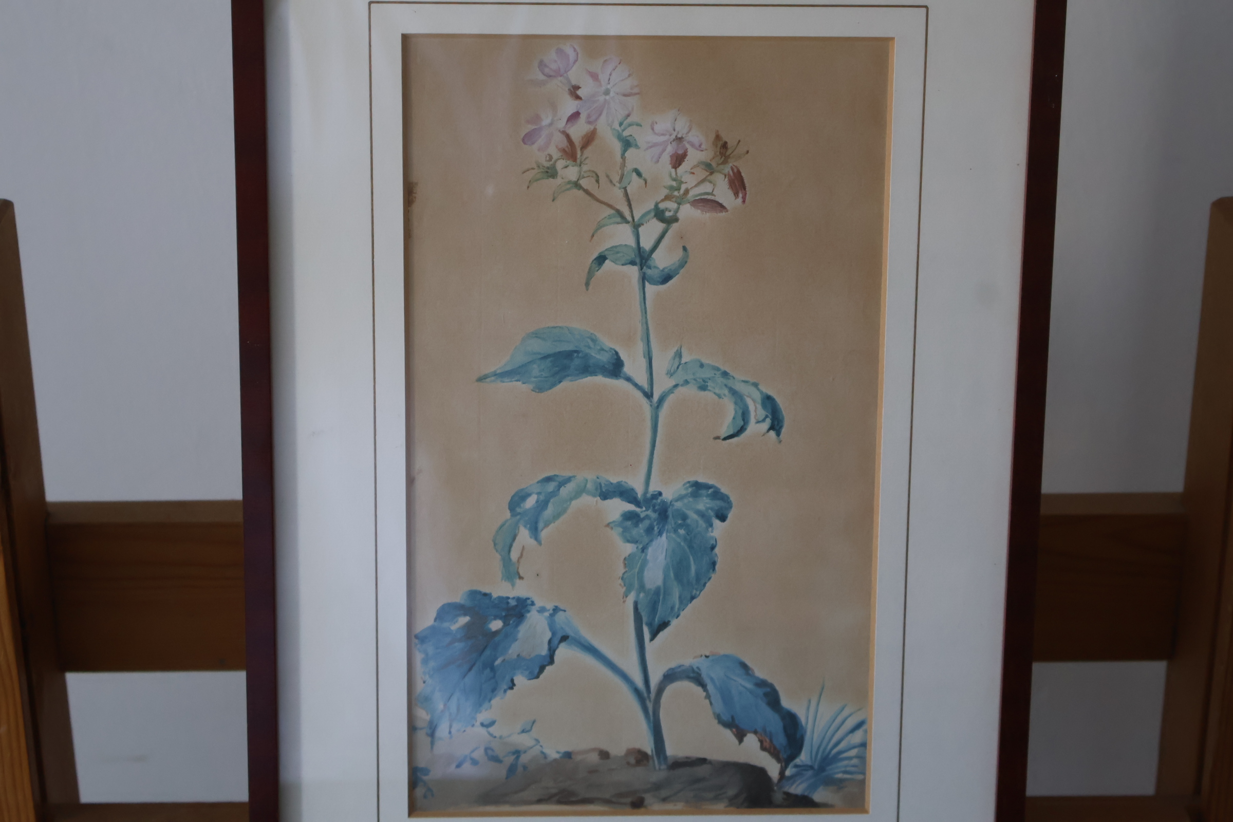 Ingelijste botanische aquarel'' – foto 5 – kavel bij GSD Auctions, Zoeterwoude